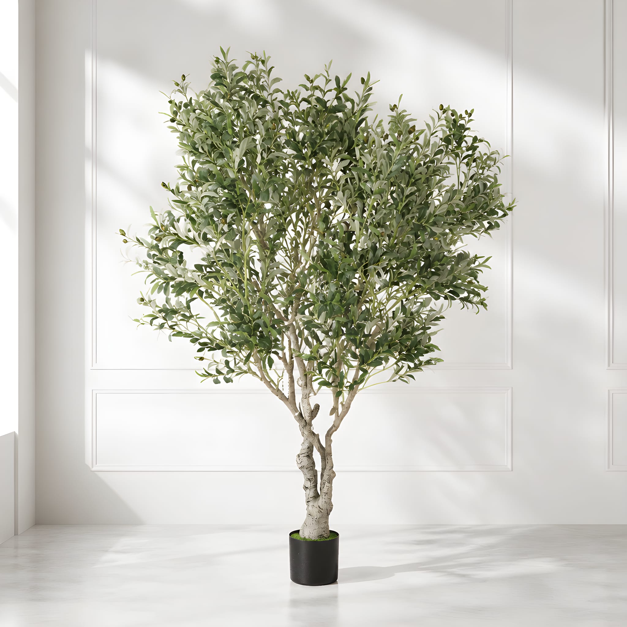 big-olive-tree